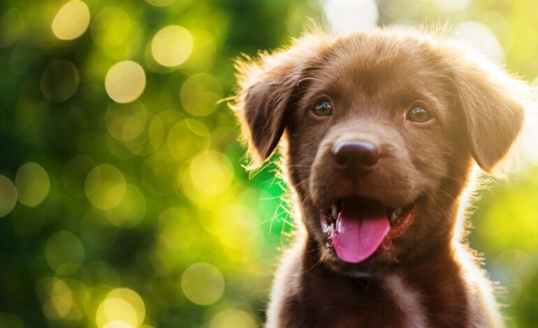  Curiosidade: Veja os nomes mais comuns entre cães no Brasil