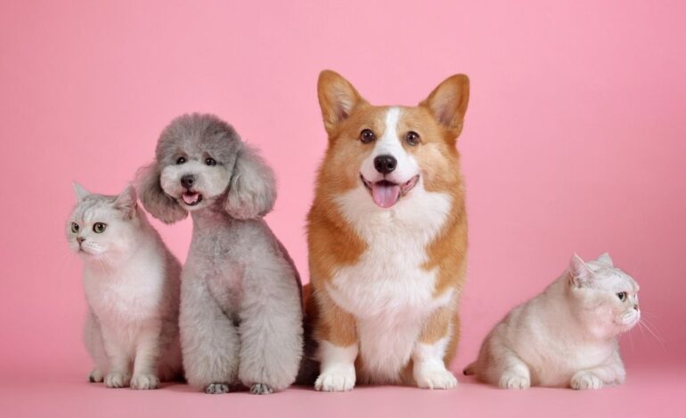 Crianças e Pets: os benefícios do convívio