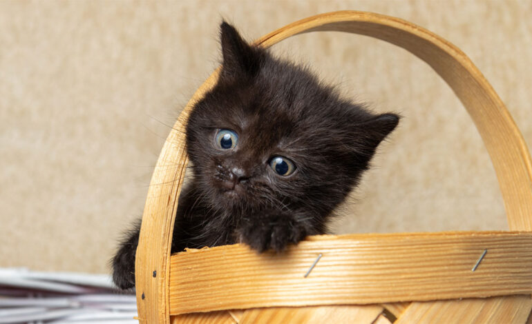 O que gato preto significa?