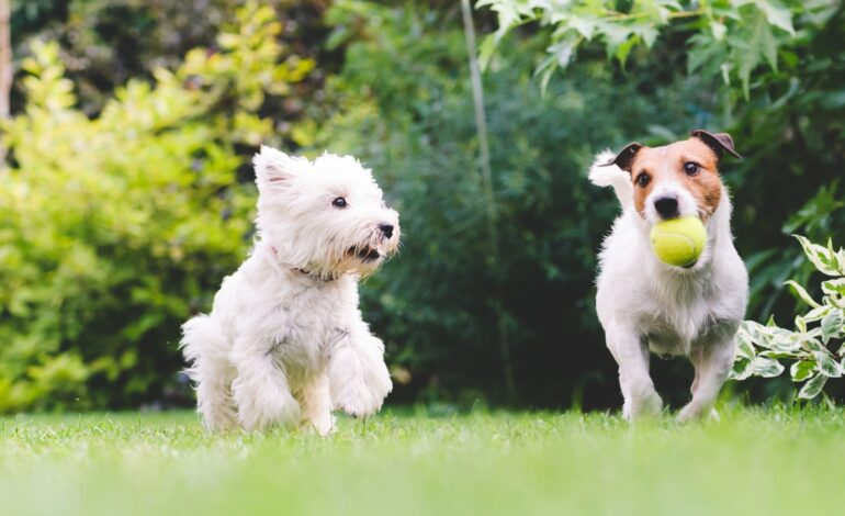  Raças de cachorros e características