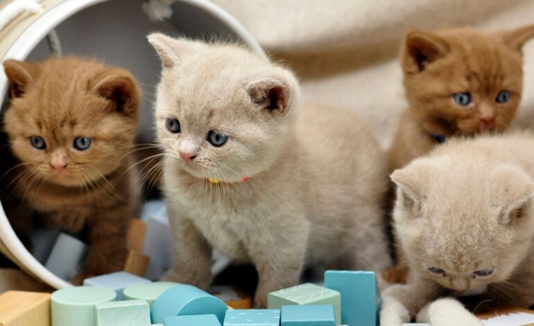 Raças de gatos: aprenda sobre as características e cuidados