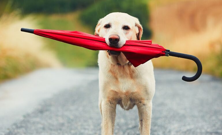  Cachorro com medo de chuva: entenda os motivos e como lidar