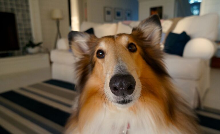  Raças de cães ideais para quem mora em apartamento