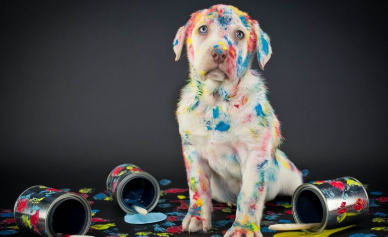  Arte pet: a paixão por cães e gatos presente nas manifestações artísticas