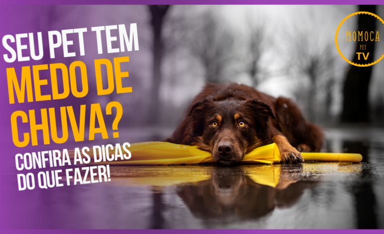  Seu pet tem medo de chuva? Confira o que fazer!￼