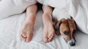 Pets dormindo com os donos é ruim?