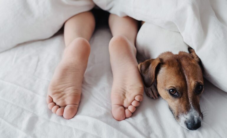  Pets dormindo com os donos é ruim?