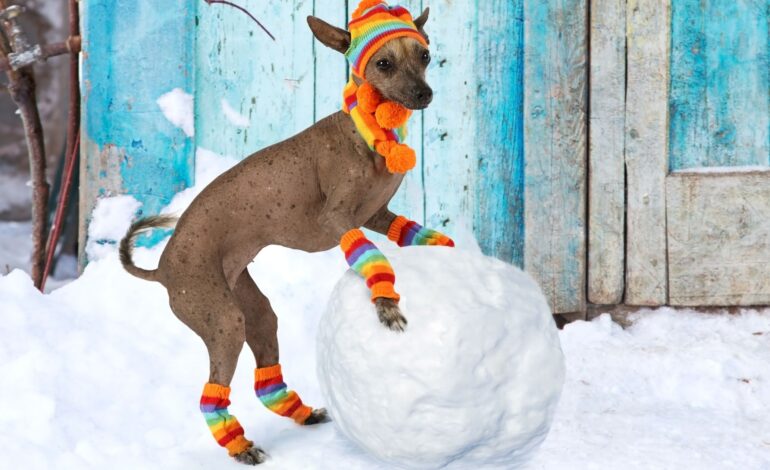  Temperatura ideal para animais: veja tudo sobre!